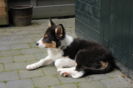 Hond