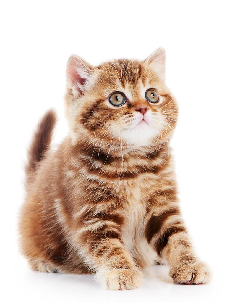 Kat